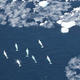 Beluga whales swim amidst the pack ice in West Greenland